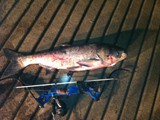 Nativ Bowfishing
Guide Service