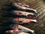 Nativ Bowfishing
Guide Service
